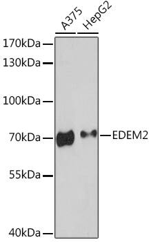 EDEM2 Antibody