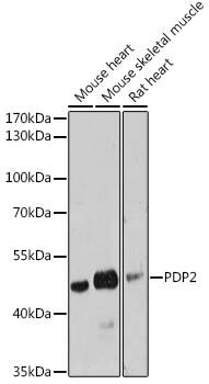 PDP2 Antibody