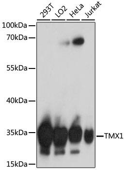 TXNDC Antibody