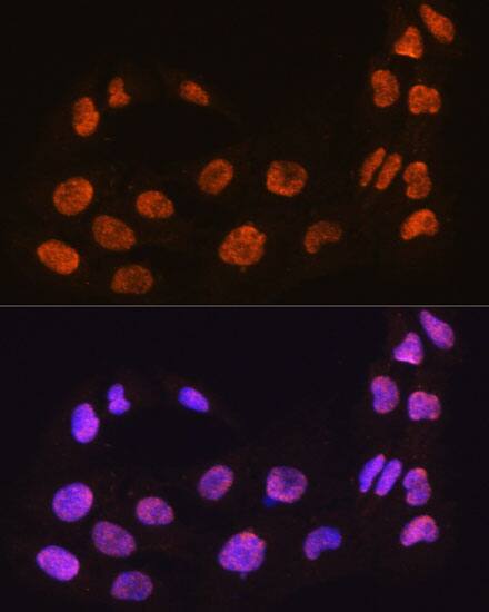 MAML2 Antibody