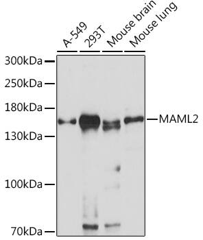 MAML2 Antibody