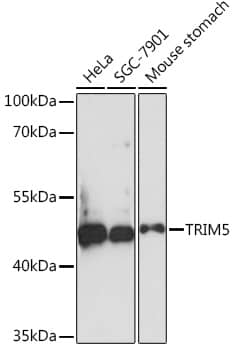 TRIM5 alpha Antibody