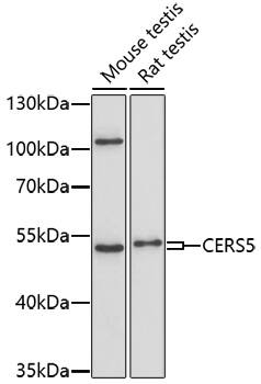 Lass5 Antibody