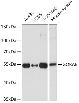 SCYL1BP1 Antibody