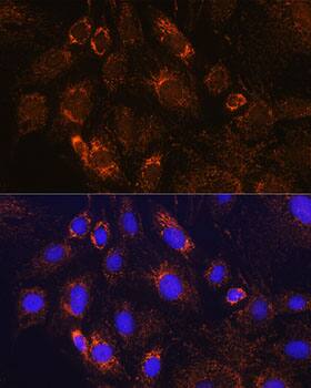 PDE12 Antibody