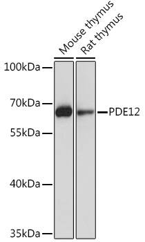 PDE12 Antibody
