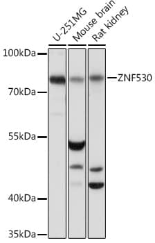 ZNF530 Antibody