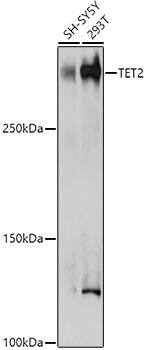 TET2 Antibody