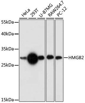 HMGB2 Antibody