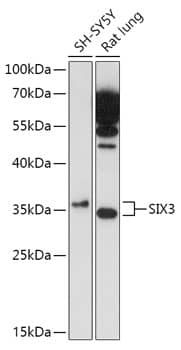 SIX3 Antibody