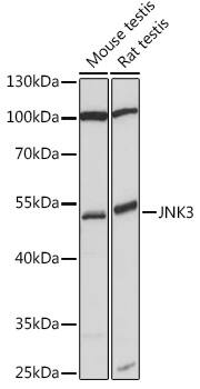 JNK3 Antibody