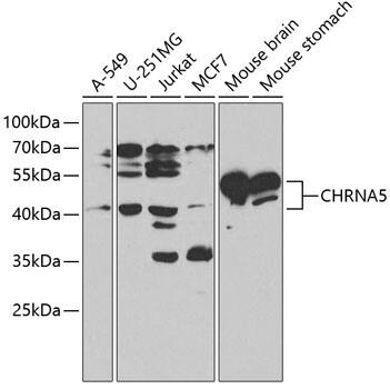 Nicotinic Acetylcholine R alpha 5/CHRNA5 Antibody