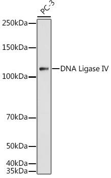 DNA Ligase IV Antibody