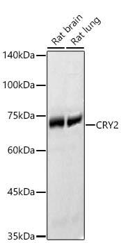 CRY2 Antibody