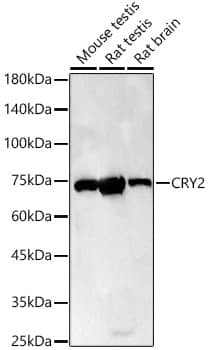 CRY2 Antibody