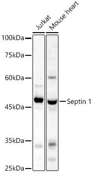 Septin-1 Antibody