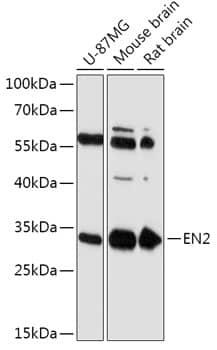 engrailed homeobox 2 Antibody