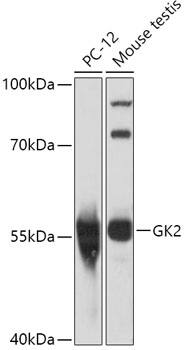 GK2 Antibody