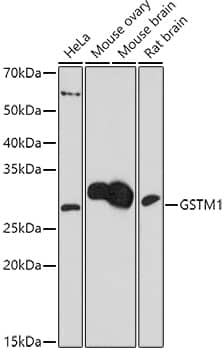 GST Epitope Tag Antibody