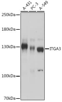 Integrin alpha 3/CD49c Antibody