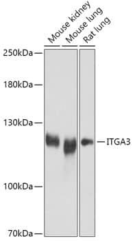 Integrin alpha 3/CD49c Antibody