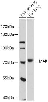 MAK Antibody