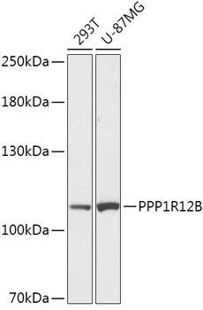 Myosin Phosphatase 2 Antibody