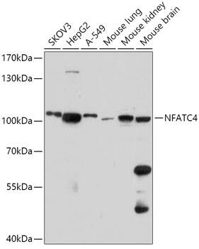 NFATC4 Antibody