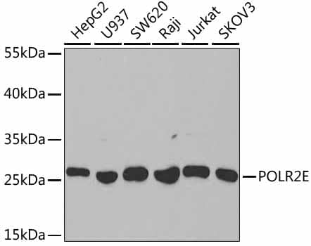 POLR2E Antibody