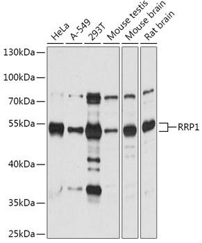 RRP1 Antibody