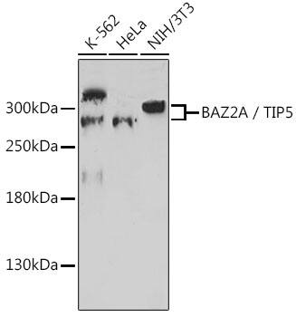 BAZ2A Antibody