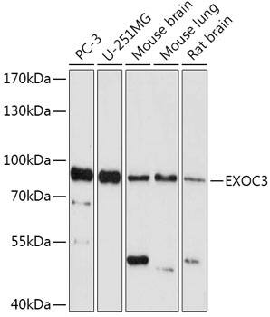 SEC6 Antibody