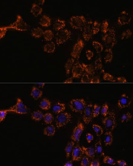 HspA4L Antibody