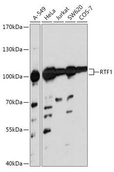 RTF1 Antibody