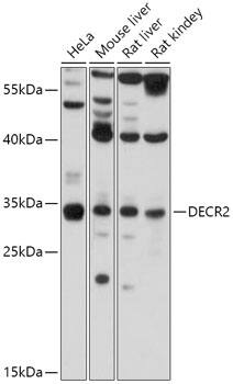 DECR2 Antibody