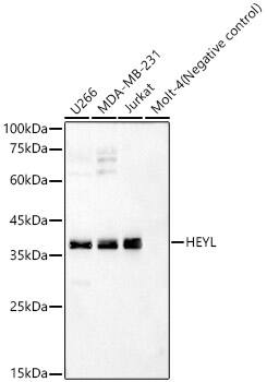 Hey L Antibody