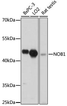 NOB1 Antibody