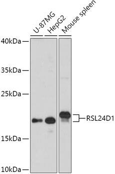 RPL24/RLP24 Antibody