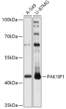 PAK1 interacting protein 1 Antibody