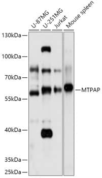 PAPD1 Antibody