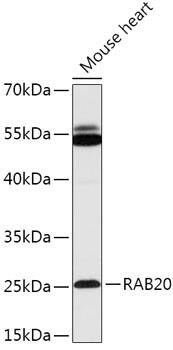 Rab20 Antibody