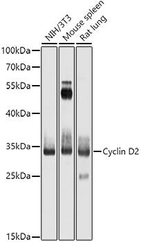 Cyclin D2 Antibody