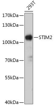 STIM2 Antibody