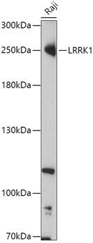 LRRK1 Antibody