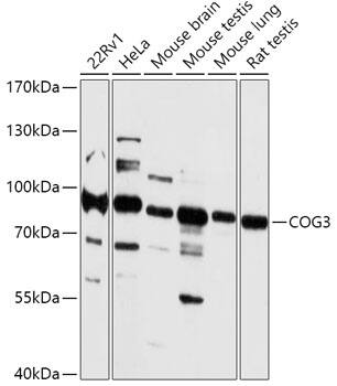 COG3 Antibody