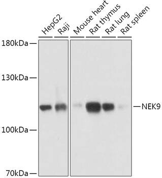 NEK9 Antibody