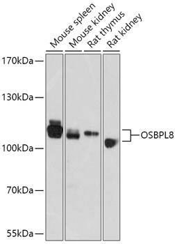 ORP8 Antibody