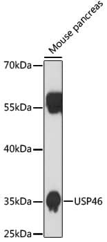 USP46 Antibody