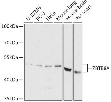 ZBTB8A Antibody