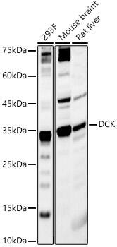 DCK Antibody